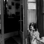 Системный анализ игровых механик The Dog House