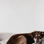 Системный анализ игрового автомата The Dog House Megaways интерфейс