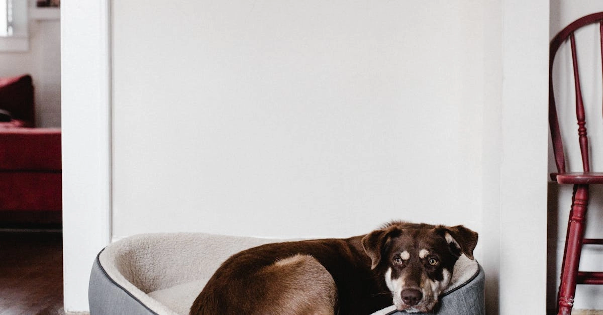 Системный анализ игрового автомата The Dog House Megaways интерфейс